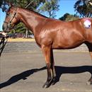 Melbourne Premier Sale Lot 71 Melbourne Premier Sale Lot 71